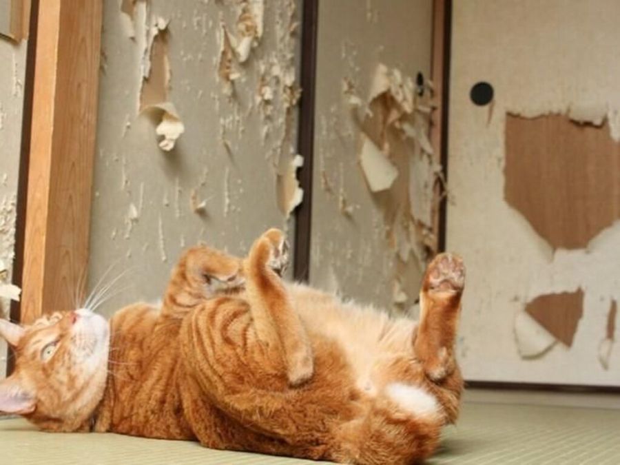 그래도 두부는 귀엽다_1.jpg