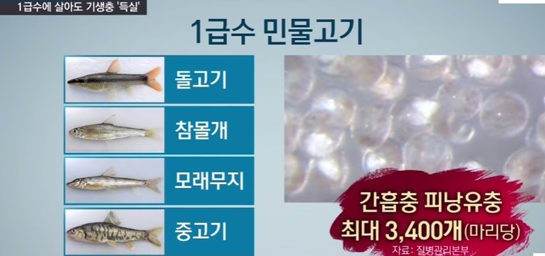 [혐주의] 1급수에 사는 민물고기라도 기생충 천지._5.jpg