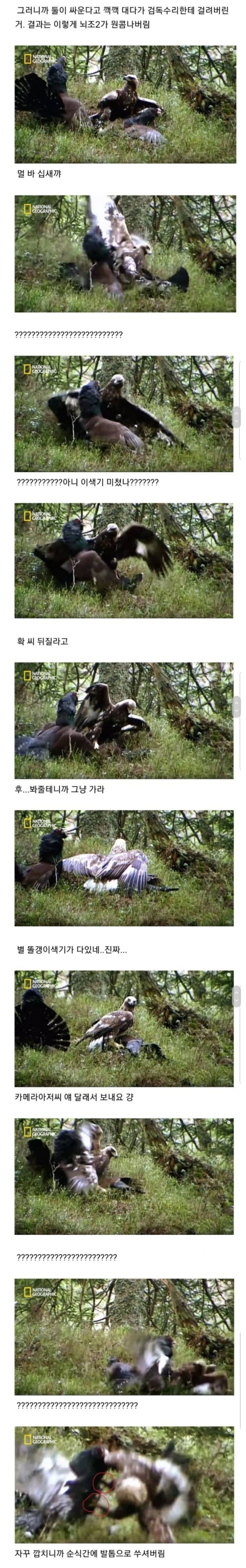 조류계의 분노조절장애_2.jpg