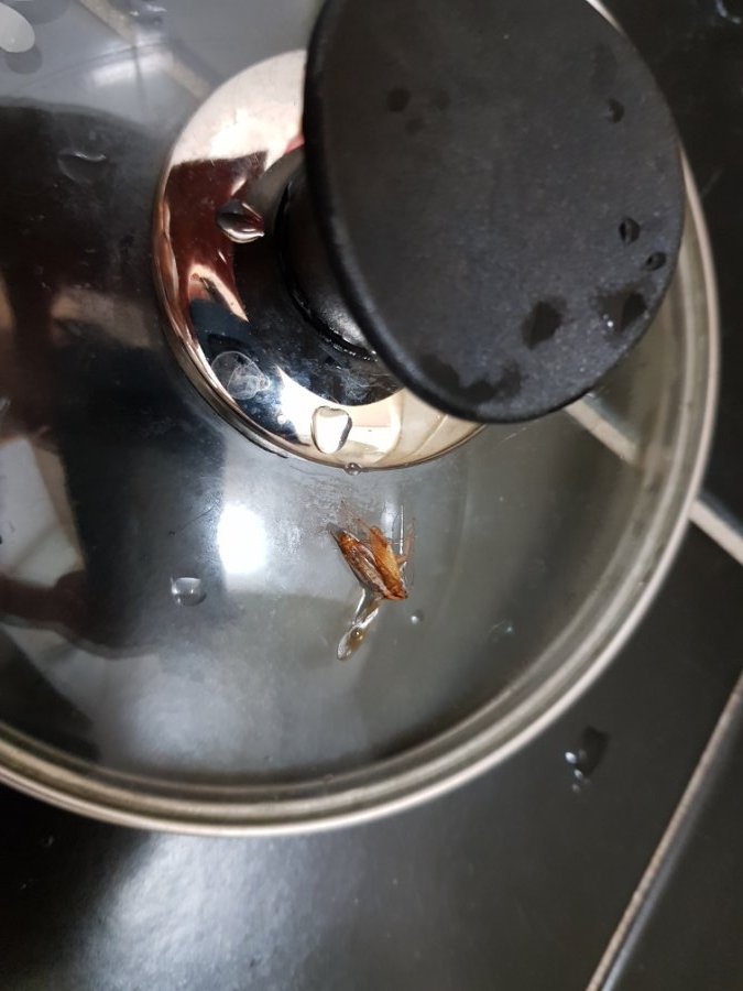 (극혐주의) 바퀴벌레 죽인 후기_6.jpg