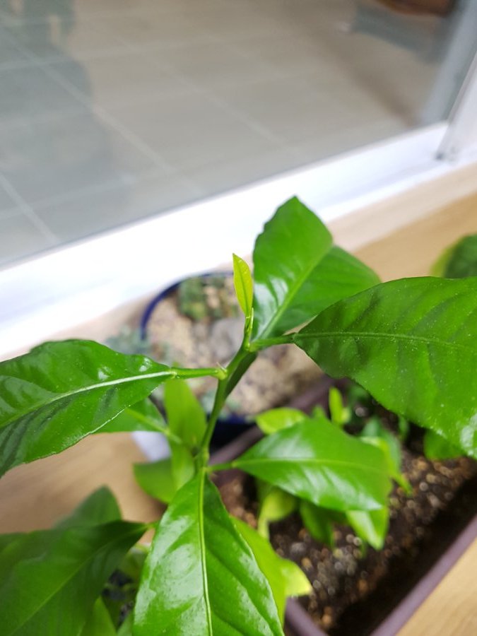 레몬을 집에서 길러 먹어보자 - 레몬키우기 (320일차)_2.jpg