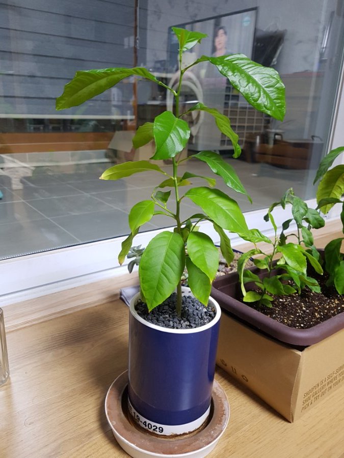 레몬을 집에서 길러 먹어보자 - 레몬키우기 (320일차)_6.jpg