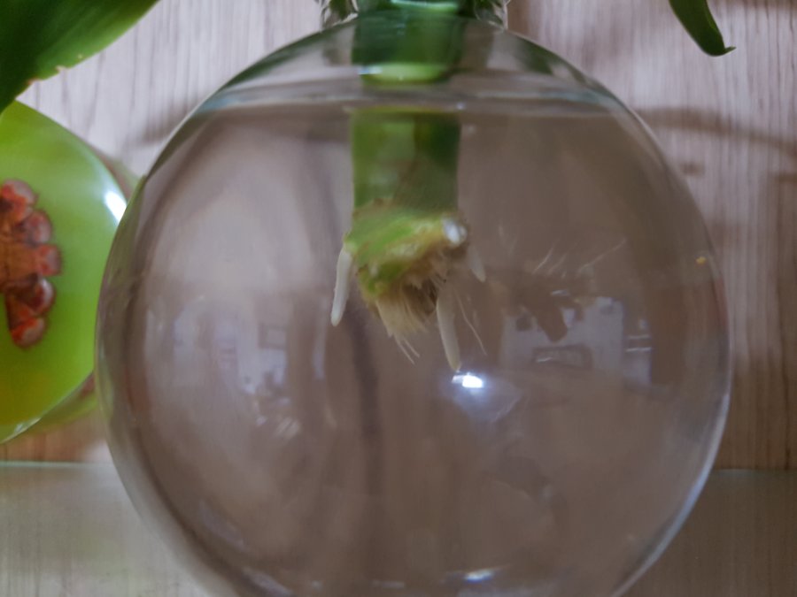 레몬을 집에서 길러 먹어보자 - 레몬키우기 (320일차)_9.jpg