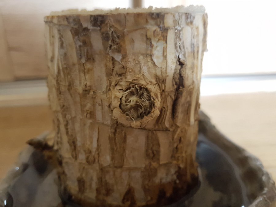 레몬을 집에서 길러 먹어보자 - 레몬키우기 (320일차)_8.jpg