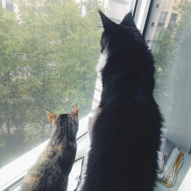 메인쿤과 일반 고양이 크기 비교.jpg_1.jpg