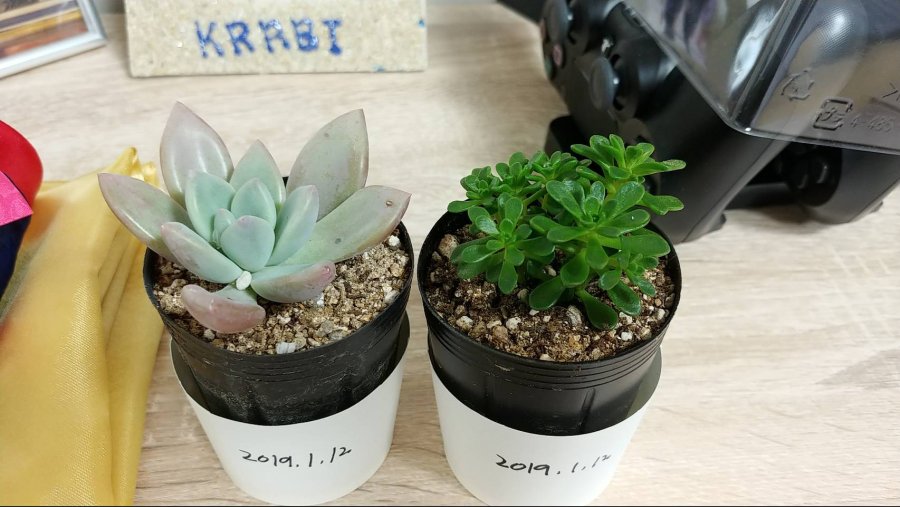 다육이 이름 알려주세요!(+꽃이 맺힌 무늬서향)_1.jpg