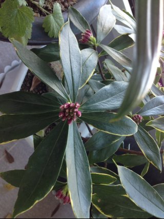 다육이 이름 알려주세요!(+꽃이 맺힌 무늬서향)_2.jpg