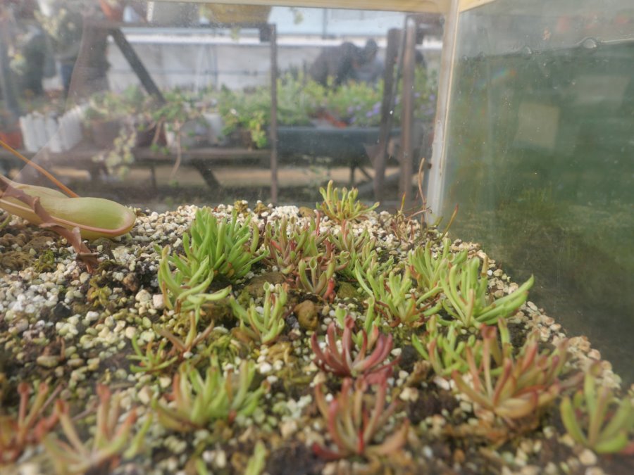 [lx100m2] 사진 테스트겸 식충식물_1.jpg