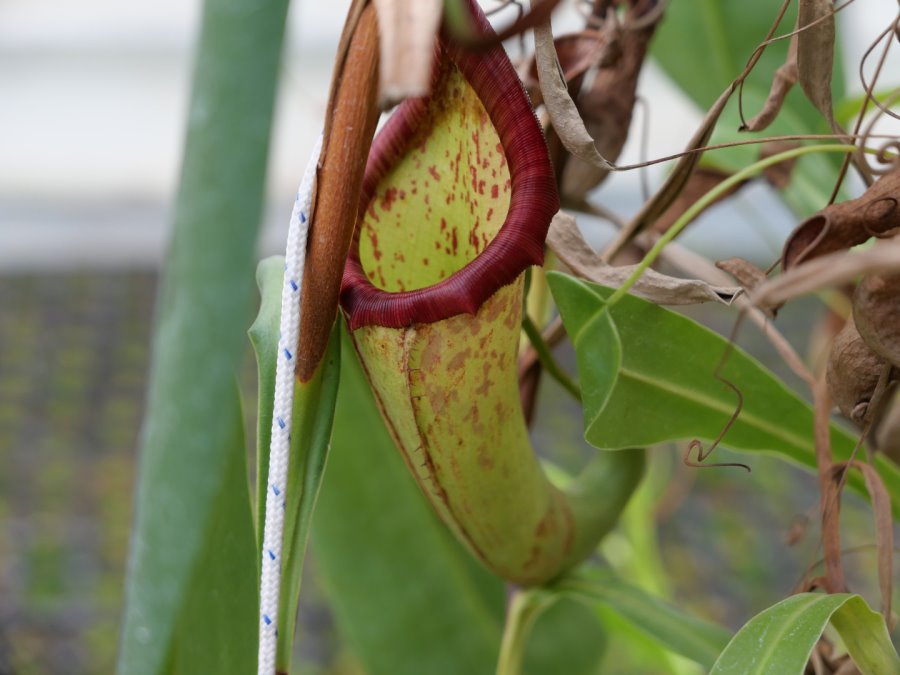 [lx100m2] 사진 테스트겸 식충식물_3.jpg