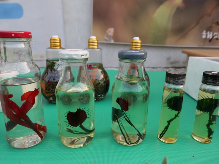 [lx100m2] 사진 테스트겸 식충식물_10.jpg