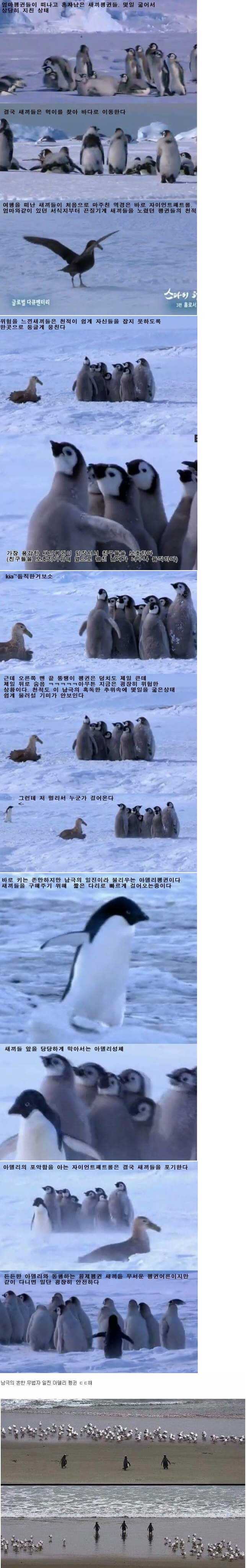 남극의 일진 아델리_1.jpeg