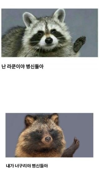 줄무늬 다람쥐와 미국 다람쥐는 같은 다람쥐일까?.jpg_13.jpg