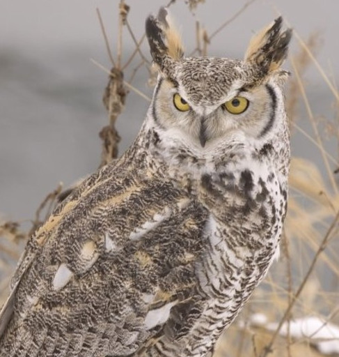 부엉이, 올빼미 종류_1.jpg