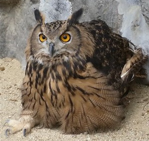 부엉이, 올빼미 종류_2.jpg