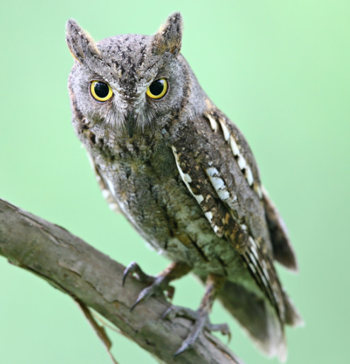 부엉이, 올빼미 종류_10.jpg