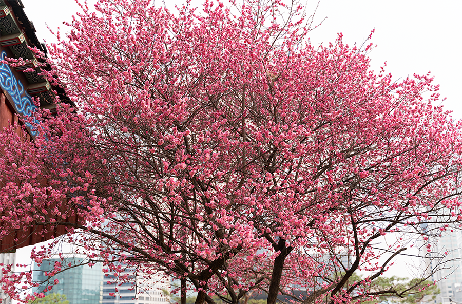 봉은사 매화꽃_1.png