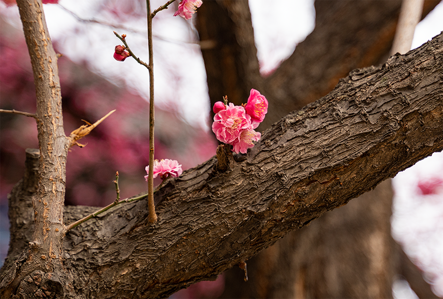 봉은사 매화꽃_2.png