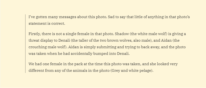 수컷의 목덜미를 보호하는 암컷 늑대_2.png