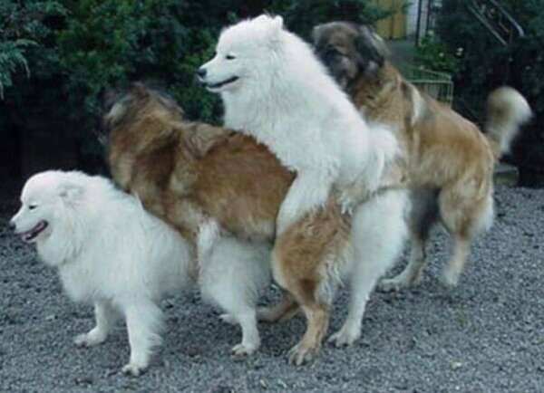 사까시 게이 쓰리섬 강아지 자전거