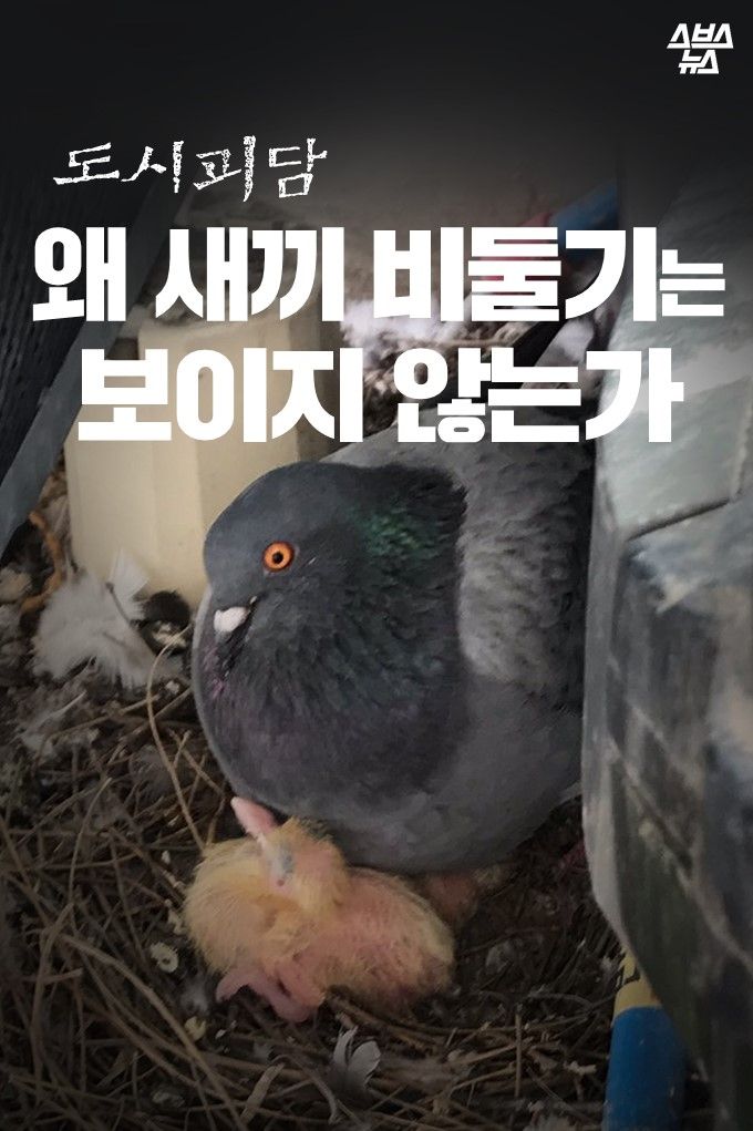 왜 새끼 비둘기는 보이지 않는가?????????ㄷㄷㄷㄷㄷㄷㄷㄷㄷㄷㄷㄷㄷㄷㄷ_1.jpg