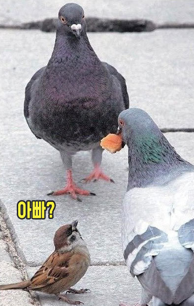 왜 새끼 비둘기는 보이지 않는가?????????ㄷㄷㄷㄷㄷㄷㄷㄷㄷㄷㄷㄷㄷㄷㄷ_2.jpg