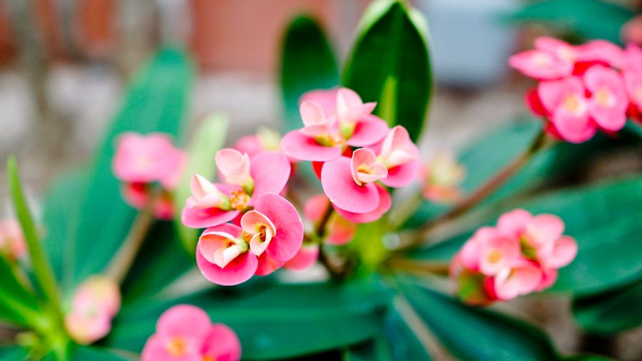 봄이잖아요 꽃보고 가여~ [군포/유니스의 정원]_10.jpg