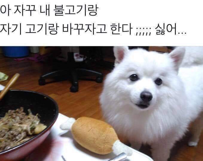 강아지: 주인, 바꾸자_1.jpg