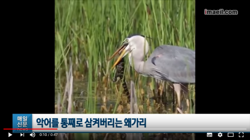 약혐)하천 생태계의 패왕_18.png