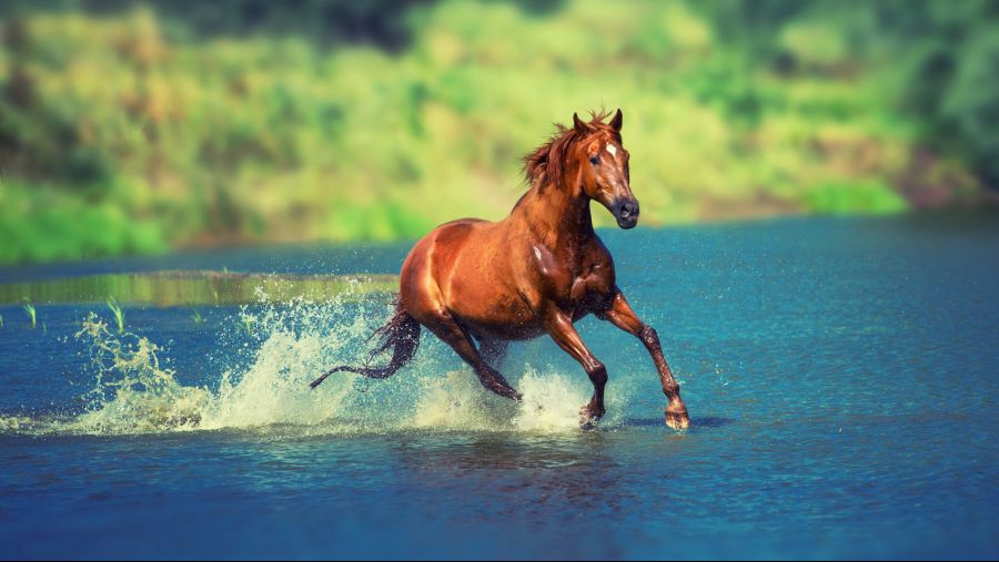 running-horse.jpg