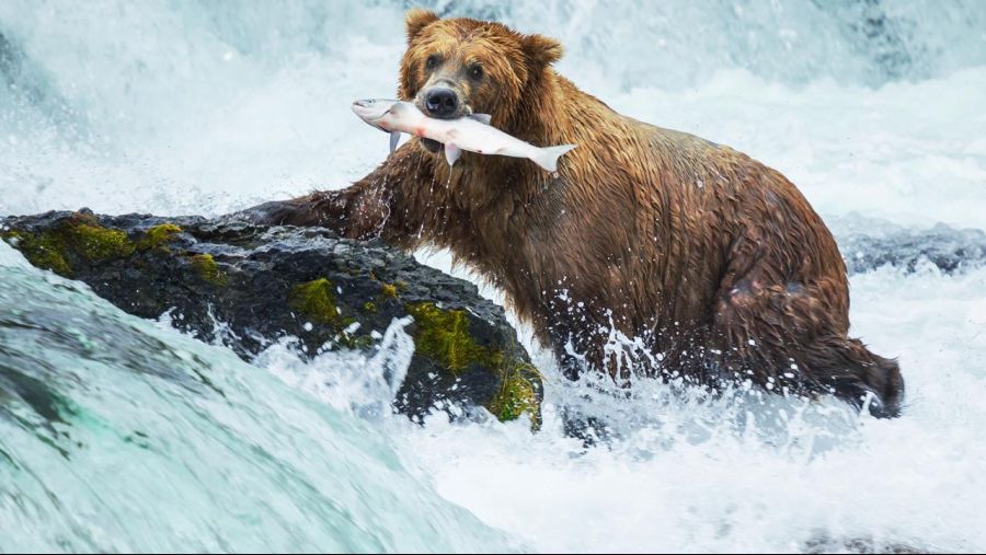 130392_Grizzly-bear-with-salmon_shutterstock_126888161---Hero.jpg