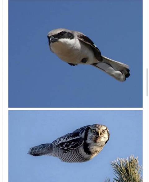 망해버린 새 사진.jpg_3.jpg