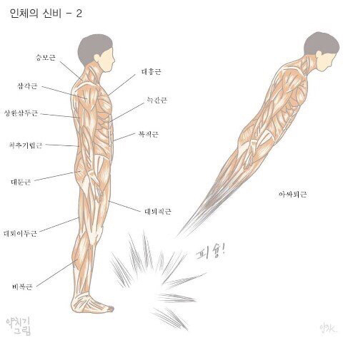 우리 몸의 근육 명칭을 알아보자