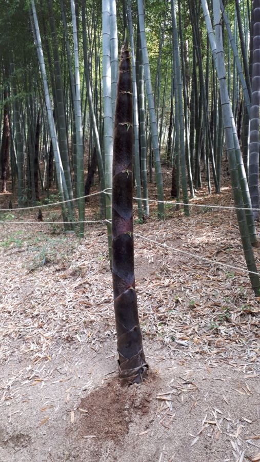 여수, 순천, 담양 3박4일 여행_106.jpg