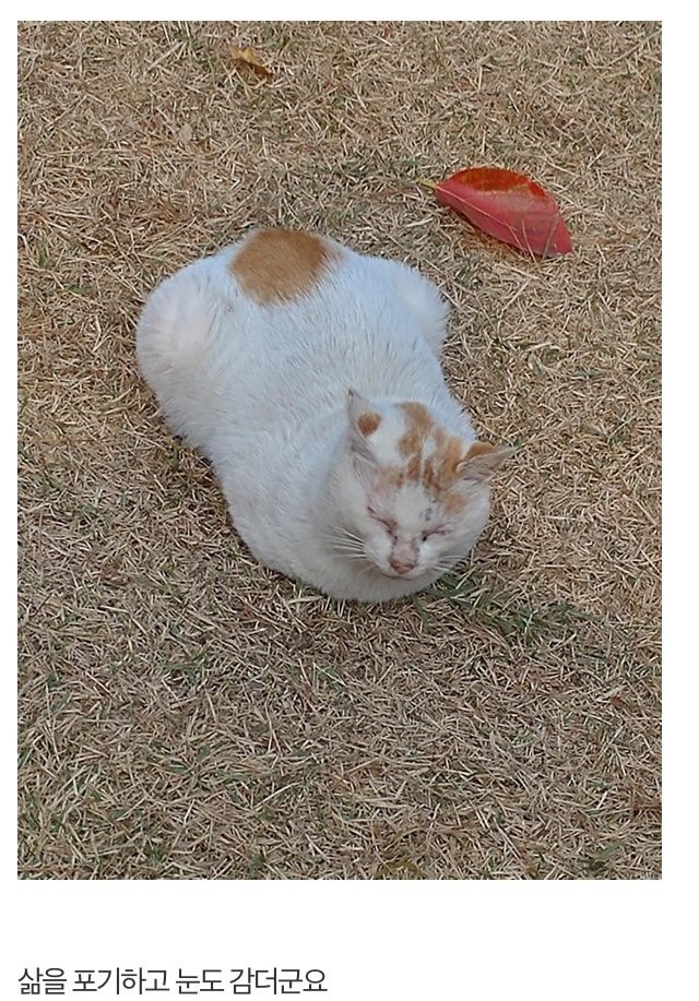 극혐)길고양이 팔다리 뽑아버린 디시인.jpg_2.jpg