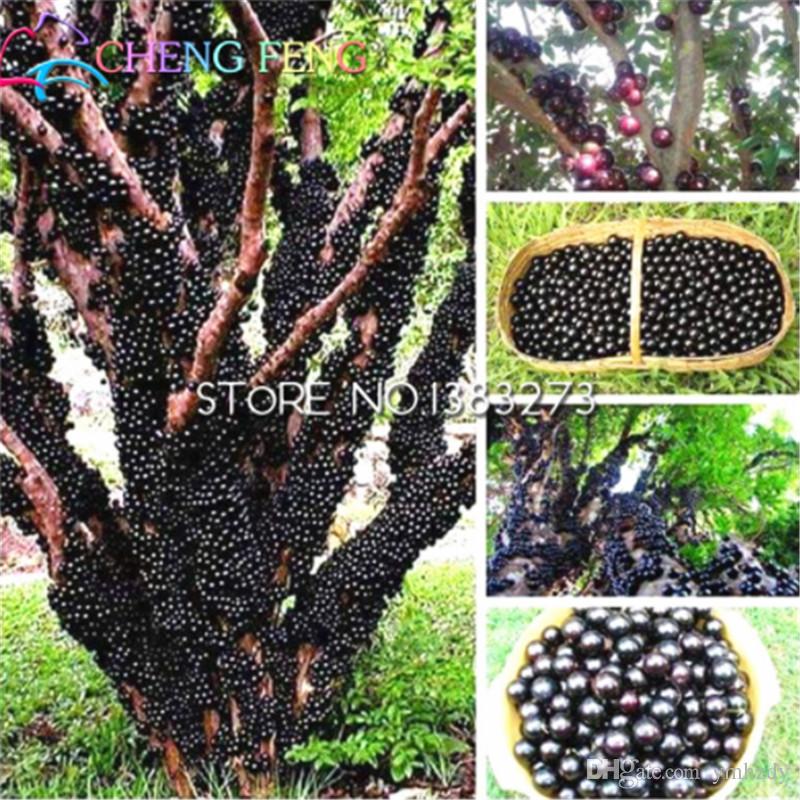 100pcs-edible-good-taste-grape-jabuticaba.jpg