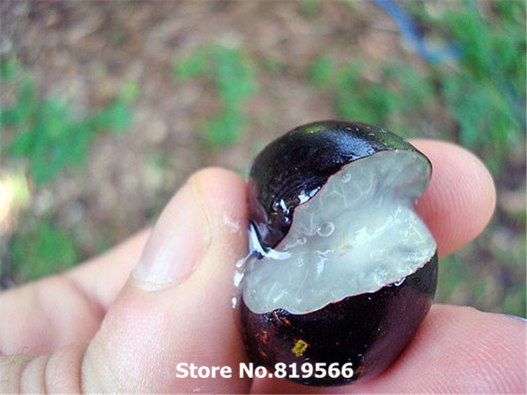 Hot-rare-chinese-taiwan-Jabuticaba-fruits-seeds-outdoor-Grape-Tree-succulent-plants-sementes-Myrciaria-cauliflora-bonsai.jpg