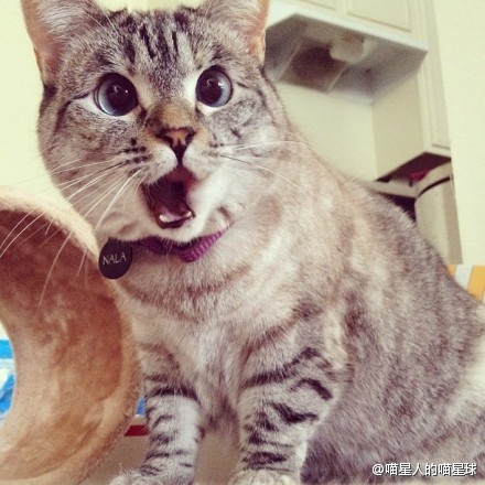 하와와... 체리아재네 체리.주문했당_1.jpg