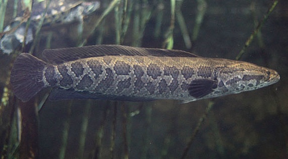 일본 생태계를 박살낸 한국 동물_1.jpg