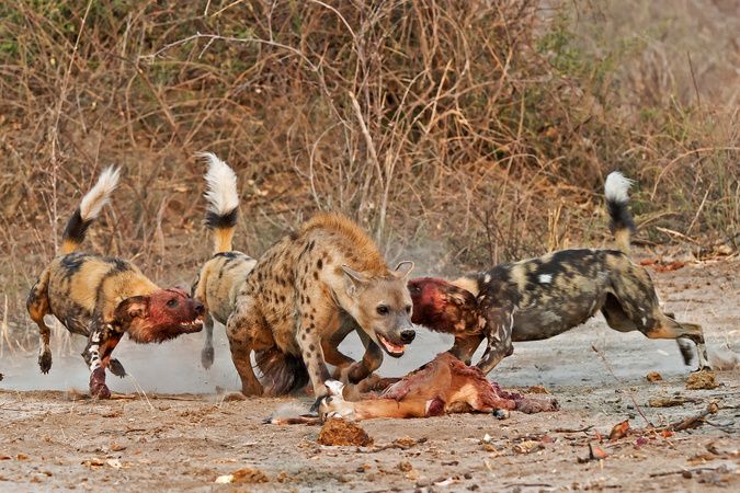 Johan_J_Botha_-Wild-dog-attacking-hyena-stealing-their-kill-Savuti_Botswana.jpg