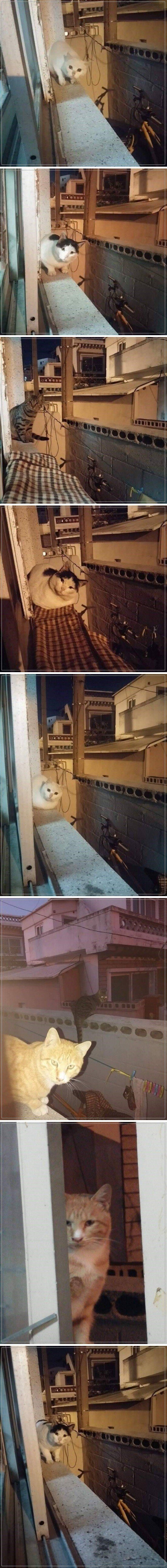 (공포주의)밤마다 정체불명의 생명체들이 방문을 하는 무시무시한 미스테리스팟_1.jpeg