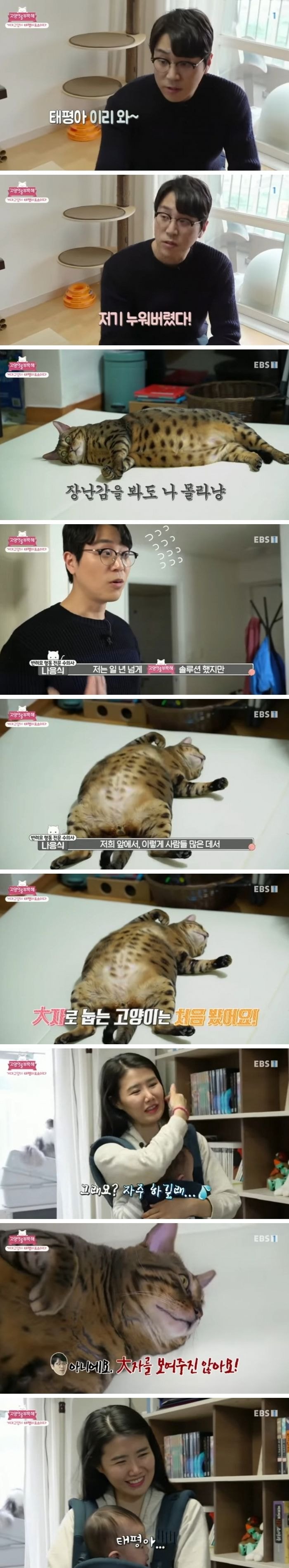 고양이를 부탁해의 역대급 뚱냥이_1.jpg