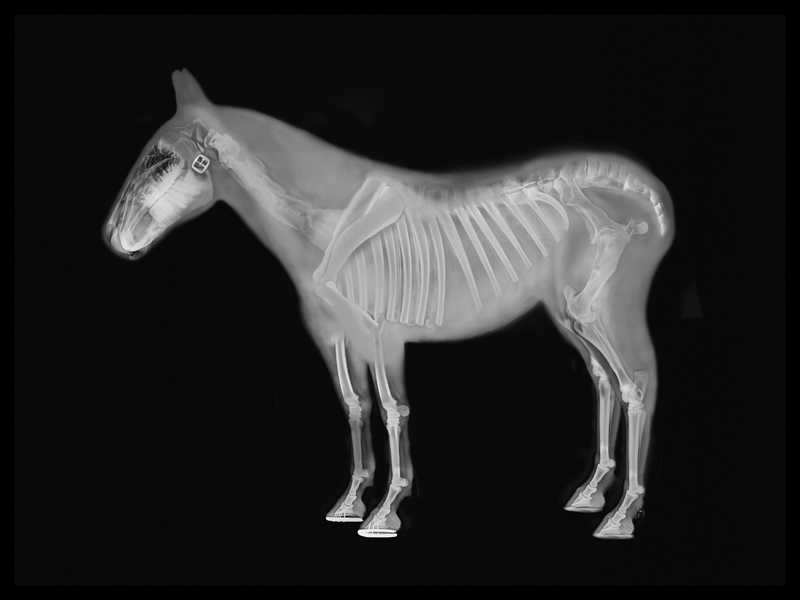 x-ray horses.jpg