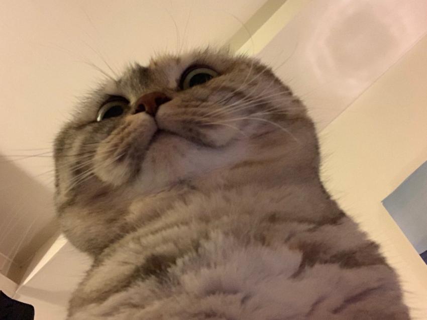 오묘한 고양이의 세계.PNG_1.jpg