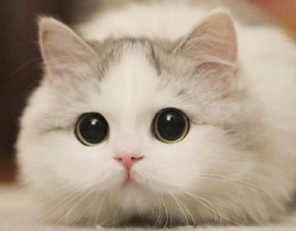 오묘한 고양이의 세계.PNG_2.png