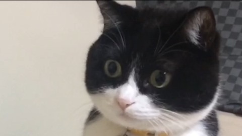 오묘한 고양이의 세계.PNG_9.jpg