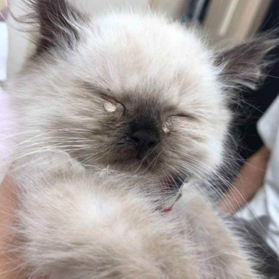 오묘한 고양이의 세계.PNG_14.jpg