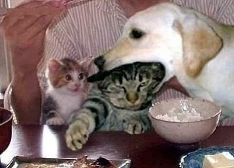 오묘한 고양이의 세계.PNG_16.jpg