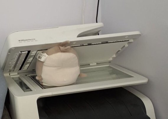 복사기에 상어 인형을 넣어봤다.jpg_1.jpg