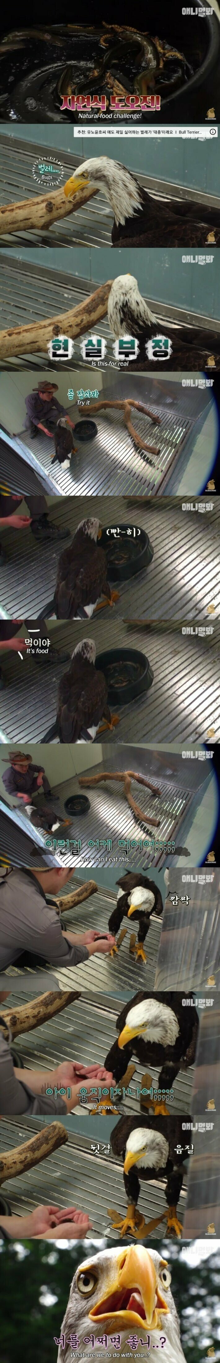 맹금류 기질이 없는 독수리_3.jpg