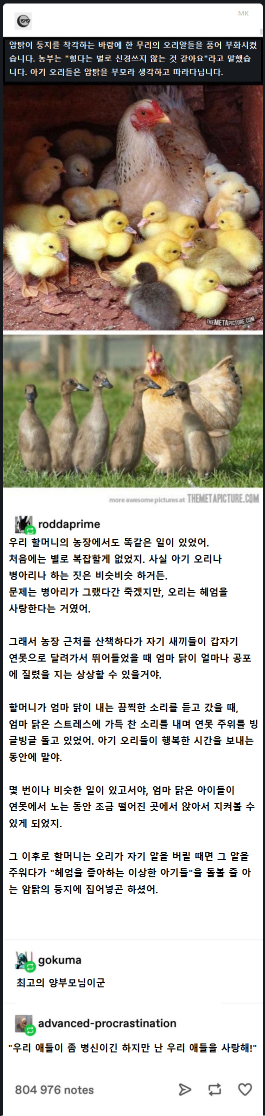 암탉이 오리를 키웠을 때 벌어지는 일_1.png